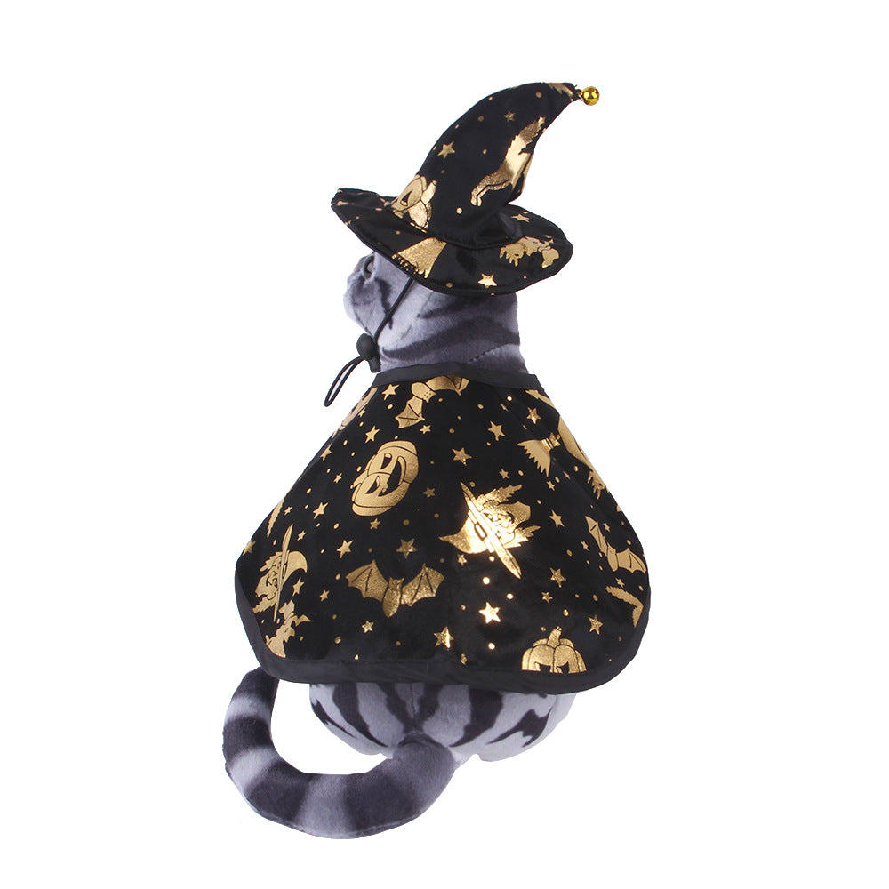 Cat in a Halloween-themed costume with a black witch hat and gold pumpkins on a white background