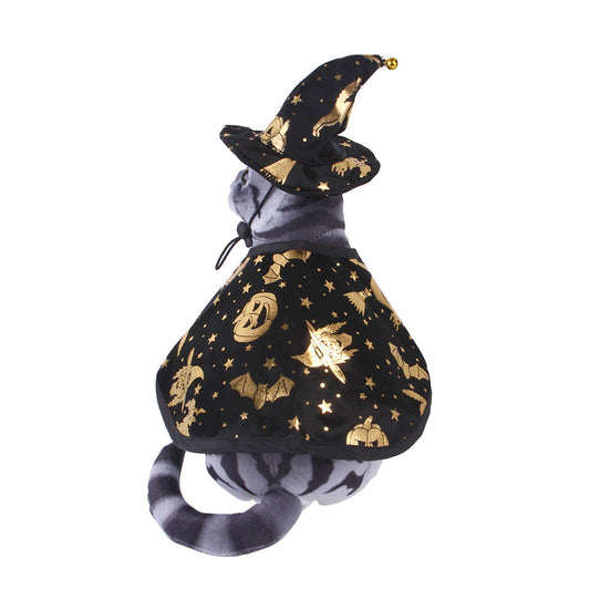 Cat in a Halloween-themed costume with a black witch hat and gold pumpkins on a white background